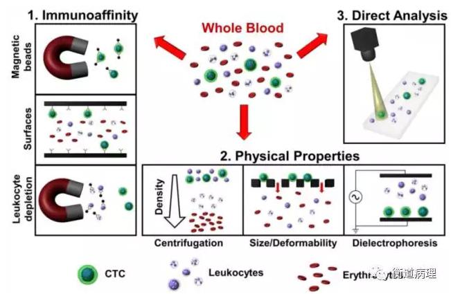 从全血中分离CTC的方法