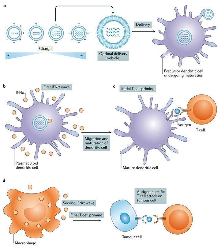 增强癌症免疫治疗的药物载体