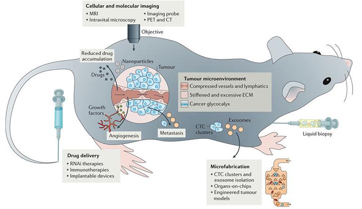 肿瘤学中工程和物理科学概览。