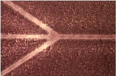 喷涂在透明聚合物材料上的蜡层（充当紫外曝光制作微流控芯片的掩膜板）