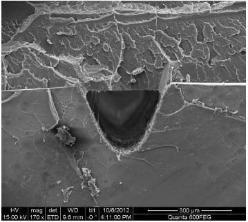 热压键合后的热塑性材质微流控芯片横截面（PMMA-PS材质）