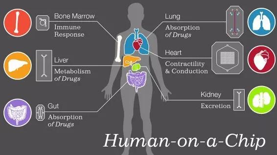 微型人类器官诞生—肝脏芯片 微型人类器官诞生—肝脏芯片