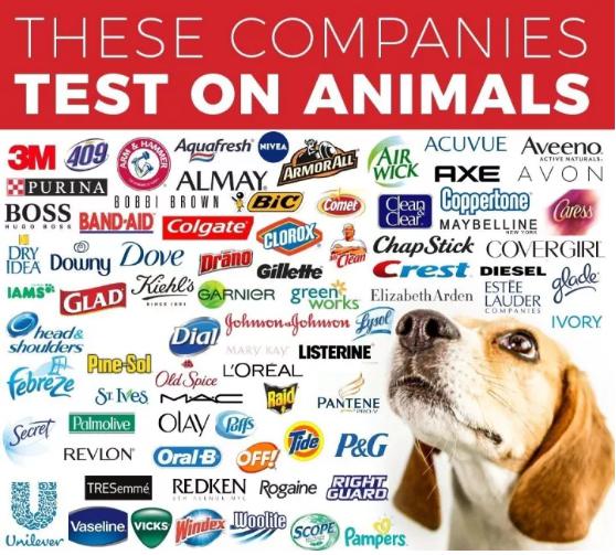 全球药物研发在动物身上测试图 全球药物研发在动物身上测试图