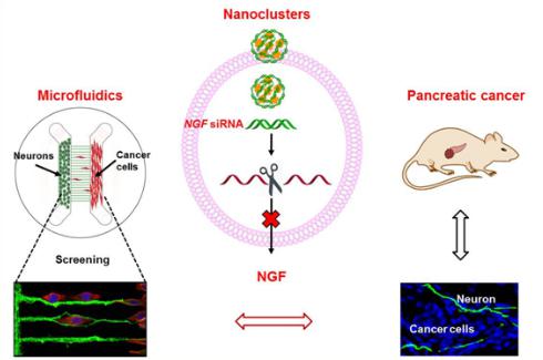 微流控芯片构建神经-肿瘤研究模型，在靶向胰腺的神经微环境、治疗胰腺肿瘤的研究中取得重要进展