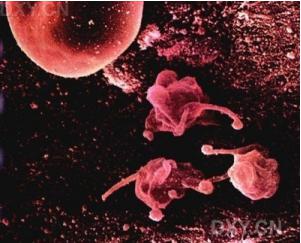 用于组织细胞培养的常规实验室设备 用于组织细胞培养的常规实验室设备