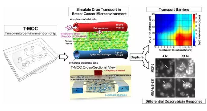 精准医疗的有力工具——微流体装置，模拟癌症治疗与动物研究同样有效