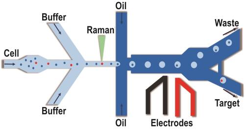 拉曼激活单细胞液滴分?。≧ADS）系统示意图