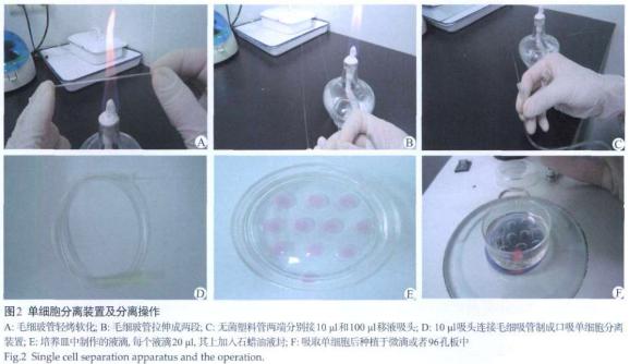 单细胞分离装置分离操作