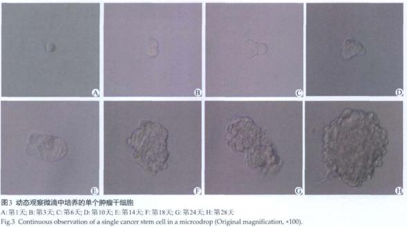 图3 动态观察微滴中培养的单个肿瘤干细胞