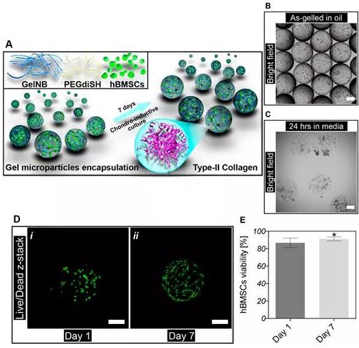 将细胞封装进微凝胶中 将细胞封装进微凝胶中