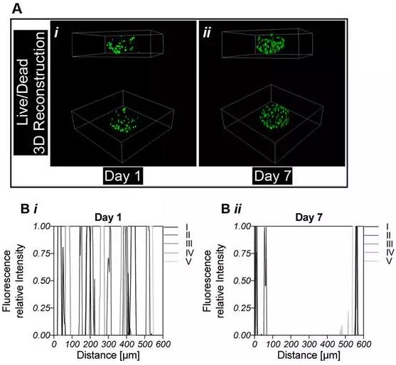 封装后对细胞分化能力检测 封装后对细胞分化能力检测