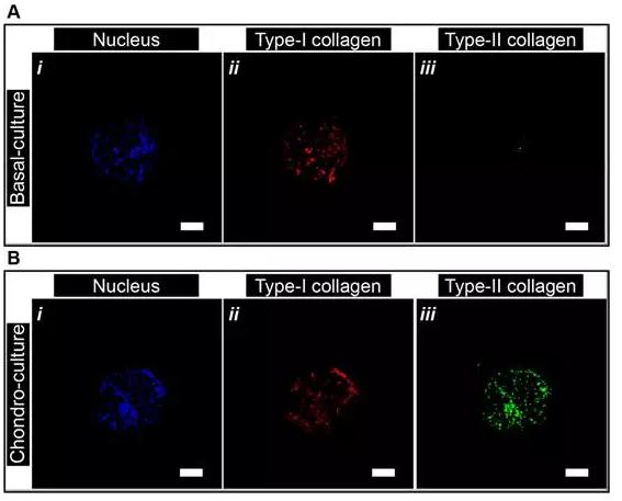 微流控封装人间充质干细胞用于关节软骨组织工程 微流控封装人间充质干细胞用于关节软骨组织工程