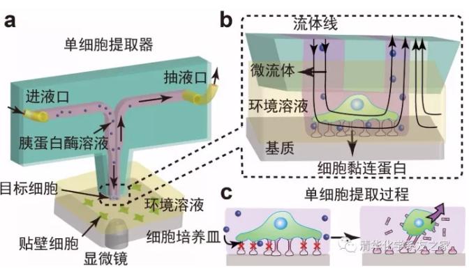 用于单细胞研究的探针式微流控芯片示意图及工作原理