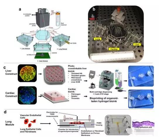 多器官微流控芯片系统