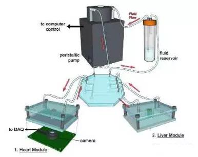 3D打印技术：多器官微流控芯片