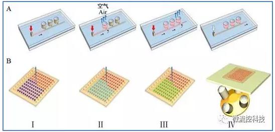 微流控组织阵列芯片上药物组合筛选流程示意图