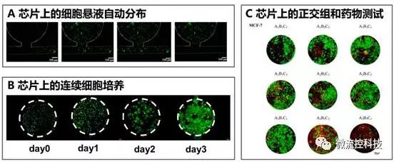 微流控芯片上的细胞悬液自动分布(A)，连续细胞培养后仿真肿瘤组织形成（B）以及基于组织阵列的抗肿瘤药物正交组合测试（C）