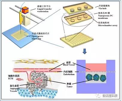 开放式微流控芯片组织阵列系统