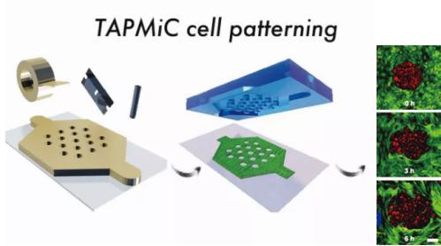 使用胶带作为微流控芯片模具实现细胞图案化