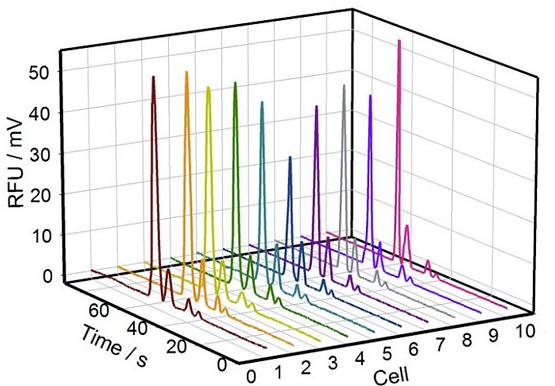 图2. 10组单个PC-12细胞内Na+、K+、Mg2+、Ca2+的电泳谱图