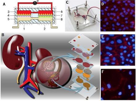 肾芯片结构和实物示意图及细胞照片