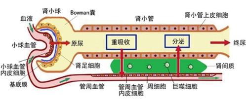 肾单位的生理结构和血液净化生理学的过程图示