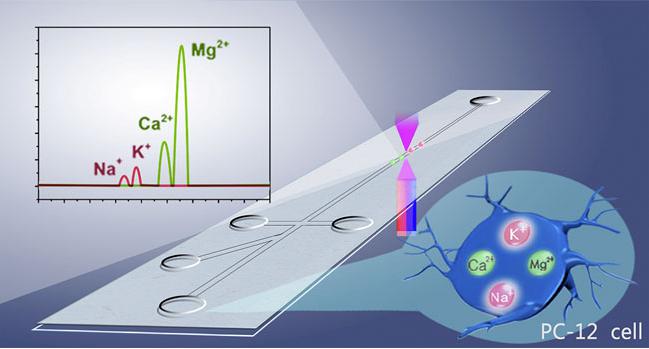 图1. 基于微流控系统的单个PC-12细胞内Na+、K+、Mg2+、Ca2+的同时测定原理图