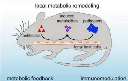 抗生素可不通过菌群削弱自身效果并改变宿主免疫功能