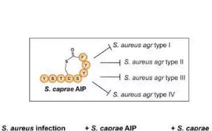 皮肤上常驻 vs 病原葡萄球菌的竞争模式