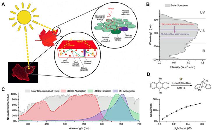 图1. A.仿叶片微流控光催化装置的工作原理；B和C.甲基蓝（MB）与LR305荧光染料的吸收光谱在太阳光谱中的位置；D. 9,10-二苯基蒽在单线态氧下的环化加成反应。图片来源：Angew. Chem. Int. Ed.