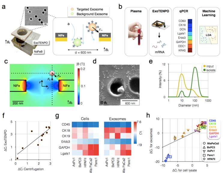 基于ExoTENPO的外泌体捕获