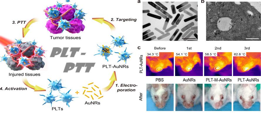 肿瘤细胞治疗策略和效果