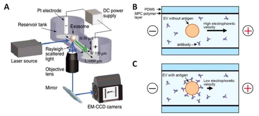 与激光暗视野显微镜集成的毛细管电泳（μCE系统）芯片的示意图