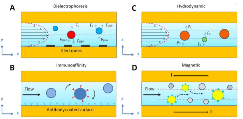 基于内部和外部的不同特征，使用微流体技术分离不同的EV群体