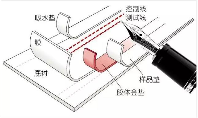 图2 免疫层析产品的制造过程 图2 免疫层析产品的制造过程