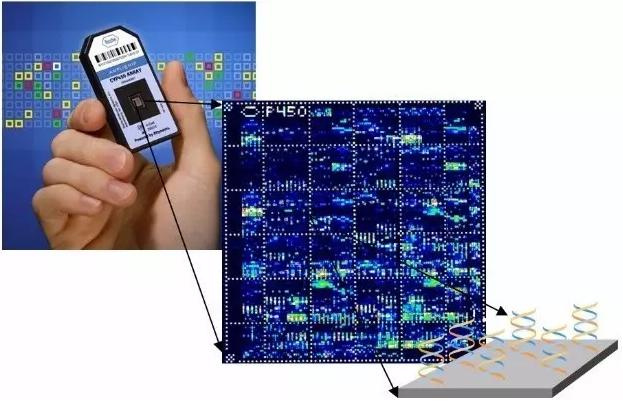 图4 美国Affymetrix公司的CYP450基因生物芯片 图4 美国Affymetrix公司的CYP450基因生物芯片