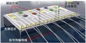 图5 理邦的m16磁敏生物生物芯片示意图 图5 理邦的m16磁敏生物生物芯片示意图