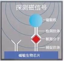 图6 理邦m16磁敏生物芯片检测原理 图6 理邦m16磁敏生物芯片检测原理