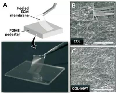ECM薄膜的肉眼观察和表面微观结构图片