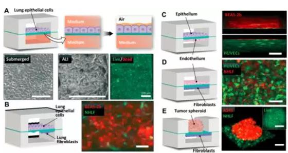究人员将人肺上皮细胞培养于装置中，用来重建空气-肺界面