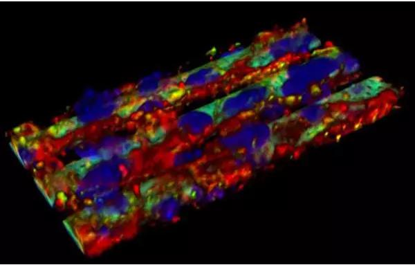 血脑屏障复制模型
