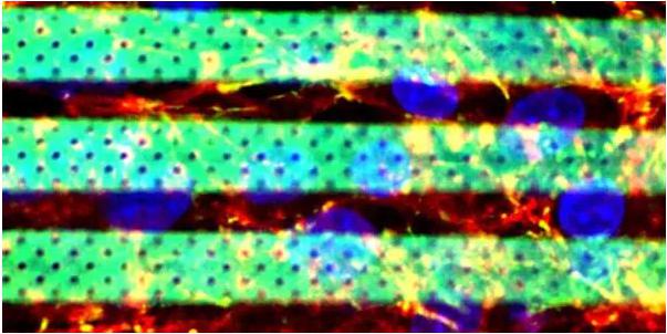 生物微流体3D打印生化血脑屏障模型