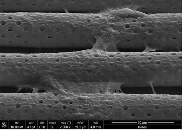 生物流体3D打印血脑屏障