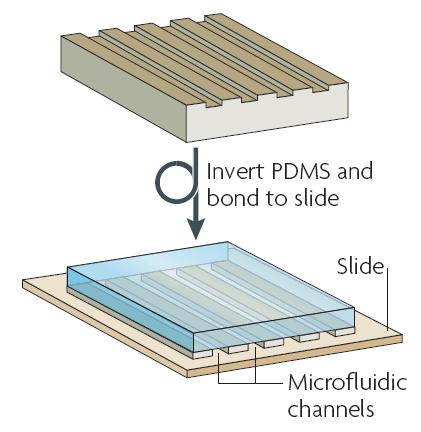 图2 微流控芯片的加工：集成微通道的PDMS层被密封在玻璃片上