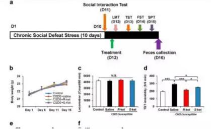 肠道活泼瘤胃球菌如何识别唾液酸