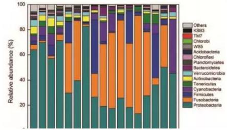 虹鳟鱼吃点大蒜，长得块菌群也显独特