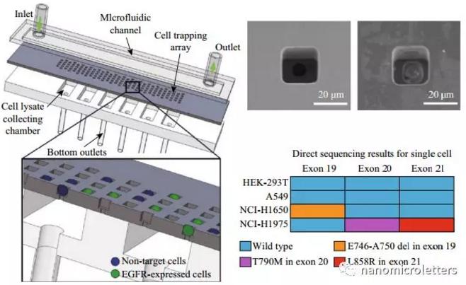 微流控芯片的医学应用：单细胞识别和检测突变表皮生长因子受体（EGFR）