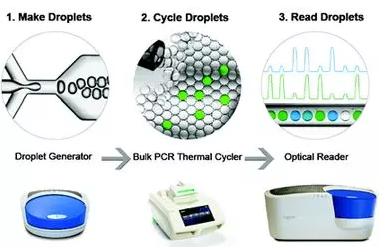 数字PCR 