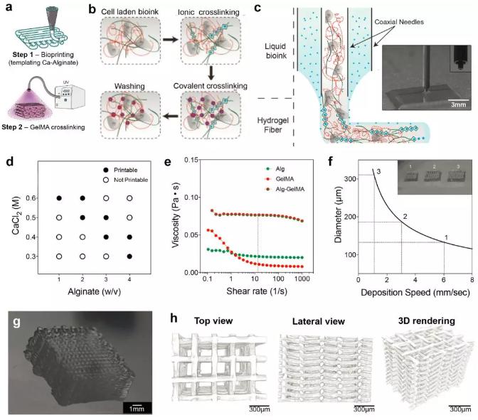 微流控3D组织结构