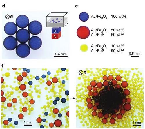 图2. 液滴对外加磁场的响应。图片来源：Nature